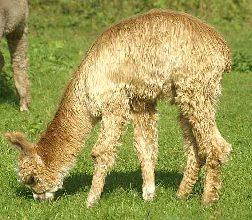 cria suri